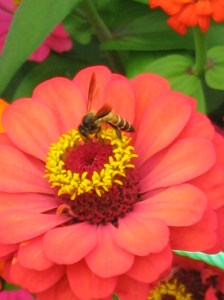 What shall he ever know, who has never drunk in the nectar of love!?