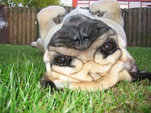 Why is the world upside down!?