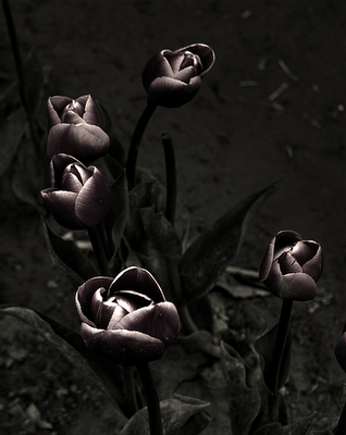 Offering my hue to you