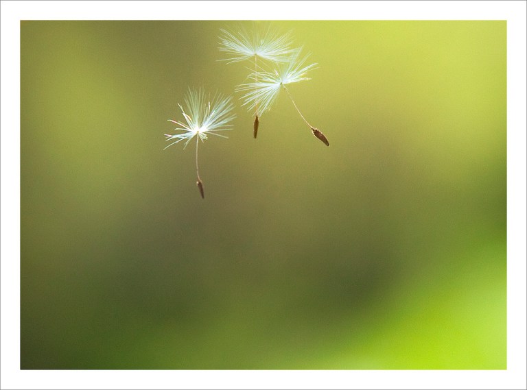 dandelions-rosanne-haaland